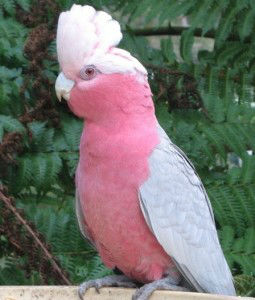 galah-stare-255x300.jpg