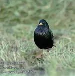 sturnus_vulgaris_da5150.webp