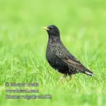 sturnus_vulgaris_ea2602.webp