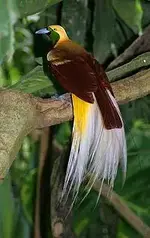 Lesser_Bird_of_Paradise[1].webp