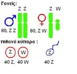 Chromosome-Voegel.webp