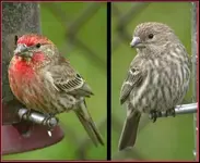 carpodacus_mexicanus.webp