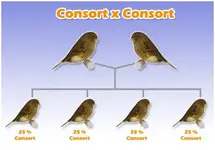 accouplement_consort_consort.webp