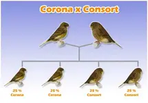 accouplement_consort_corona.webp