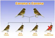 accouplement_corona_corona.webp