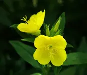 evening_primrose.webp