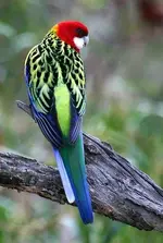 20060528130532_rosella.webp