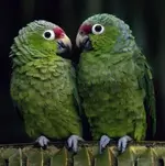 EC-Arasha-parrots-n.webp