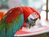 animals_parrots_002.webp