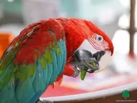 animals_parrots_002_1024x768.webp