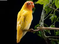 Lovebird.webp