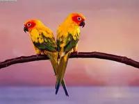 Sun%20Conure%20Parrots.webp