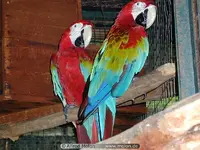 12%20Parrots.webp