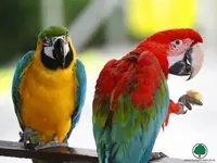 animals_parrots_001_1280x960.webp