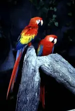 Bird%20100%20-%20two%20colorful%20parrots.webp