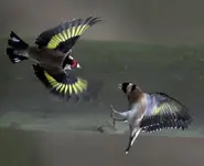 Carduelis2.webp