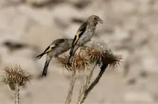 Carduelis6.webp