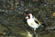 Carduelis 10.webp