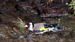 Carduelis 11.webp