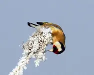 Carduelis 14.webp