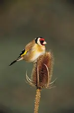 Carduelis 03.webp