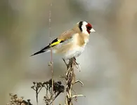 Carduelis 16.webp