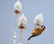 Carduelis 15.webp