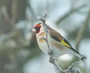 Carduelis 13.webp