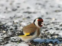 Carduelis 12.webp