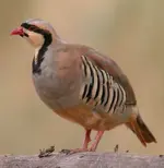 Alectoris-chukar-001.webp