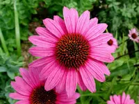 echinacea.webp