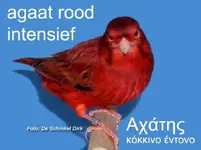 31_3%20agaat%20rood%20intensief%20man%20vooraanzicht%20.webp