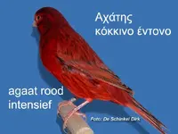 31_1%20agaat%20%20%20rood%20%20intensief%20man%20.webp