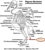 PigeonSkeleton.webp