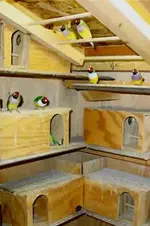 3 nest box.webp