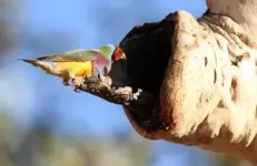 GOULDIAN WILD NEST 2.webp