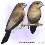 african silverbill.webp