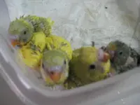 baby budgies.webp