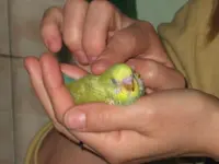 the first baby budgie 20 days old..webp