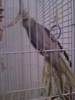 tiel7.webp