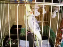 cockatiel.webp