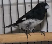 Black%20And%20White%20Seedeater3.webp