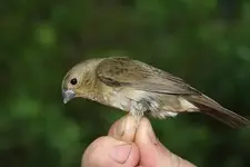 Black-and-white Seedeater - Sporophila luctuosa.webp