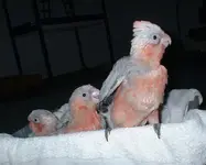 galah-bareeyedcockatoo2.webp