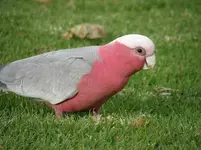 male galah.webp