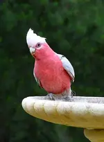 malegalah.webp