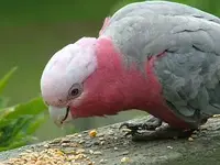 female galah.webp