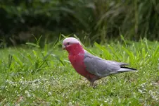 femalegalah.webp