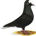 thuringian mauser pigeons.webp