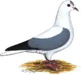 Thuringian wing pigeon.webp